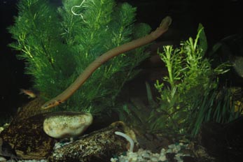 Calamita (Erpetoichcthis calabaricus)