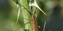 Longicornio de los cardos (Agapnathia asphodeli)