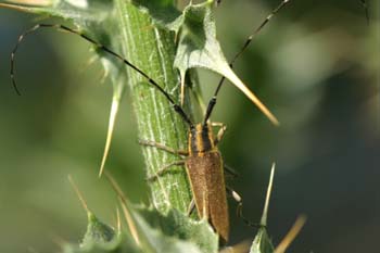 Longicornio de los cardos (Agapnathia asphodeli)