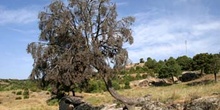 Enebro común - Porte (Juniperus communis)