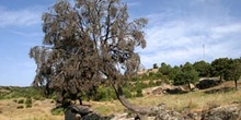 Enebro común - Porte (Juniperus communis)