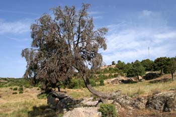 Enebro común - Porte (Juniperus communis)