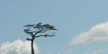árbol solo en una montaña, Puerto de Galinhas, Pernambuco, Brasi