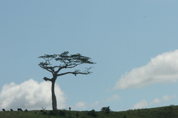 árbol solo en una montaña, Puerto de Galinhas, Pernambuco, Brasi