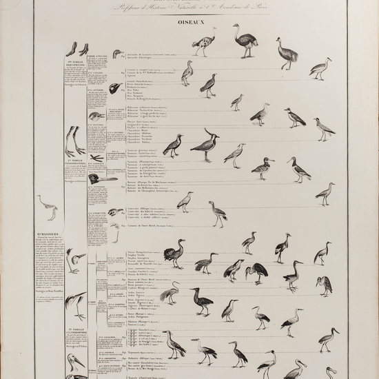 IES_CARDENALCISNEROS_ZOOLOGIA_I_LAMINAS_004