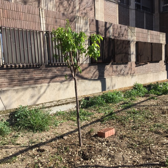 El año hortelano de 4º B 36