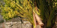 Palmera canaria - Flores (Phoenix canariensis)