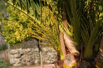 Palmera canaria - Flores (Phoenix canariensis)