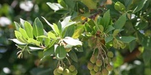 Madroño - Fruto (Arbutus unedo)