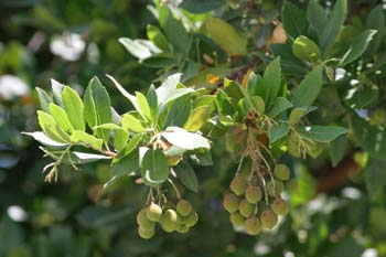Madroño - Fruto (Arbutus unedo)