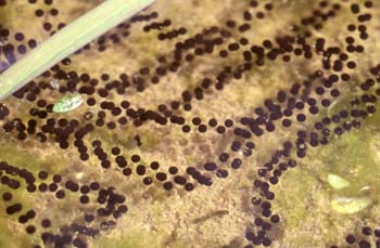 Sapo común - Huevos (Bufo bufo)