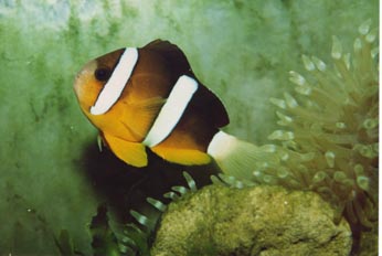 Pez payaso (Amphiprion clarckii)