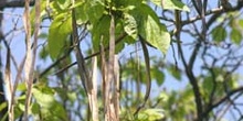 Catalpa (Catalpa bignonioides)