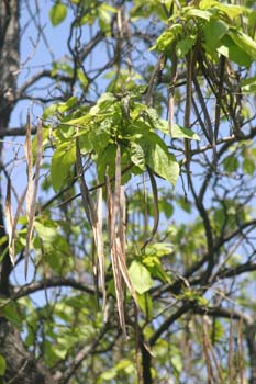 Catalpa (Catalpa bignonioides)