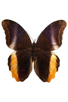 Caligo uranus (Sudamérica)