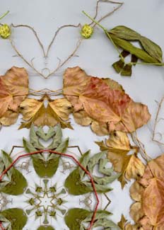 Simetría radial natural