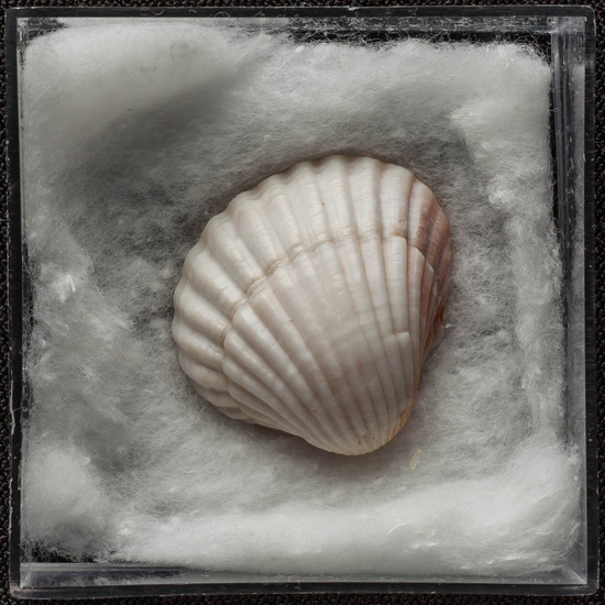 IES_ISABELLACATOLICA_BIOLOGIA_434