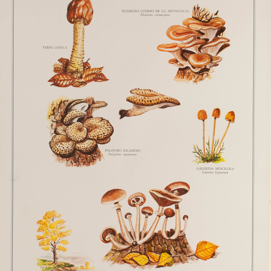 IES_CARDENALCISNEROS_BOTÁNICA_II_LÁMINAS_118