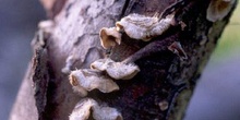 Schizophyllum sp.