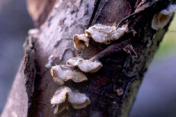 Schizophyllum sp.