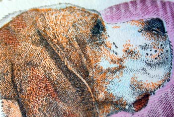 Perro Pachón Navarro