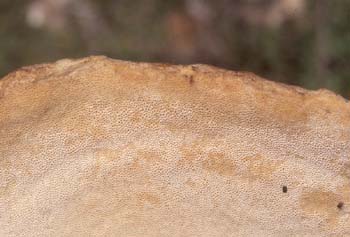 Hongo yesquero (Fomitopsis sp.)