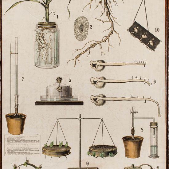 IES_CARDENALCISNEROS_BOTÁNICA_II_LÁMINAS_020