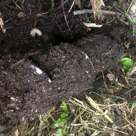 2020_05_07_El huerto en abril_CEIP FDLR_Las Rozas 6