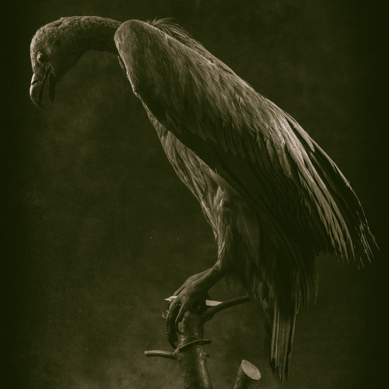 IES_SANISIDRO_MUSEO_Aves_207