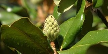 Magnolio - Fruto (Magnolia grandiflora)