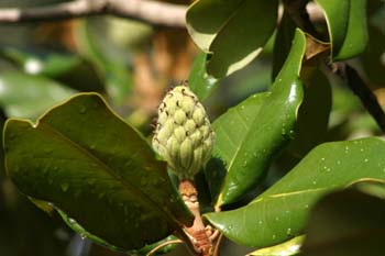 Magnolio - Fruto (Magnolia grandiflora)