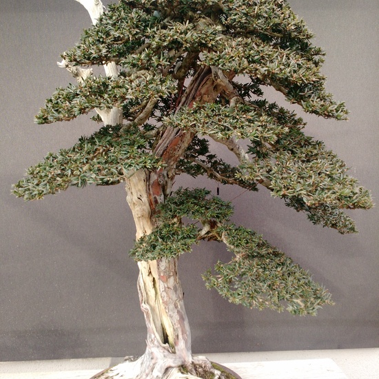 Museo del Bonsai 7