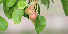 Peral - Fruto (Pyrus communis)