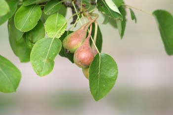 Peral - Fruto (Pyrus communis)