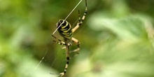 Araña cestera (Argiope bruennichi)