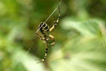 Araña cestera (Argiope bruennichi)