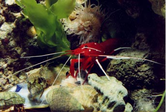 Gamba (Lismata debelius)