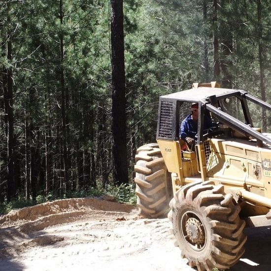 El castañar. El tiemblo 1