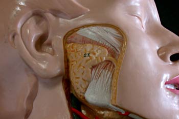 Glándulas Salivares y Músculos