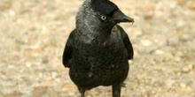 Grajilla (Corvus monedula)