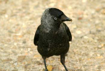 Grajilla (Corvus monedula)