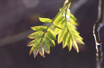 Fresno de hoja ancha - Hoja (Fraxinus excelsior)