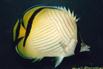 Pez angel (Chaetodon vagabundus)