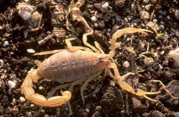 Alacrán o Escorpión (Buthus occitanus)