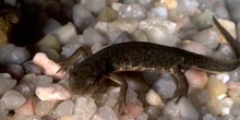 Tritón ibérico (Triturus boscai)