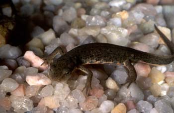 Tritón ibérico (Triturus boscai)