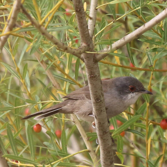 Curruca cabecinegra hembra