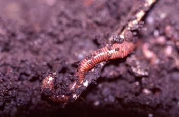 Lombriz de tierra (Lumbricus terrestris)