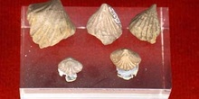 Braquiópodos - Silúrico