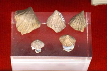 Braquiópodos - Silúrico